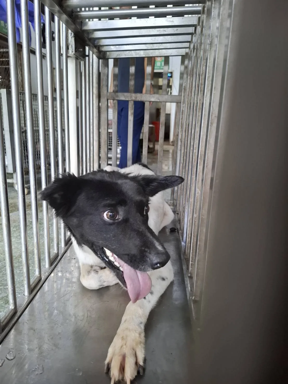 混種犬