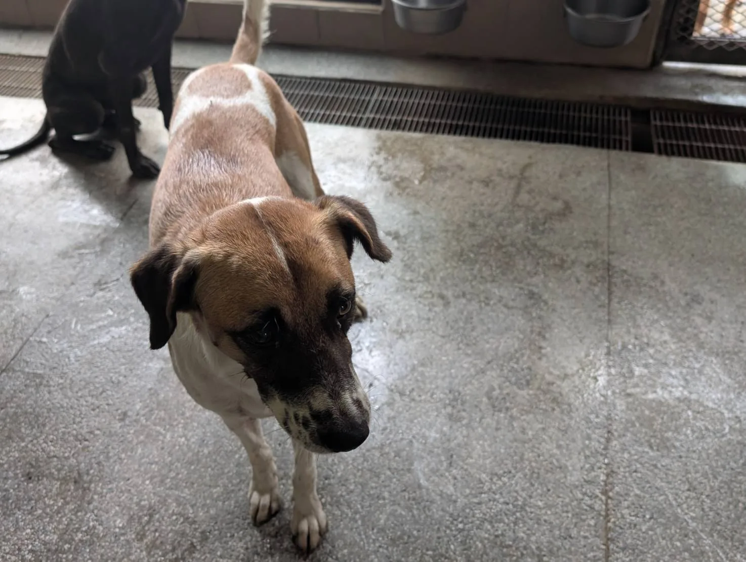 混種犬