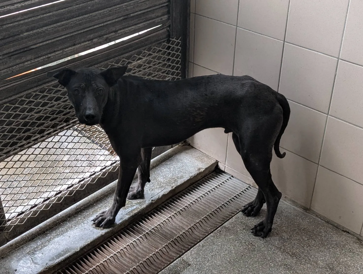 混種犬