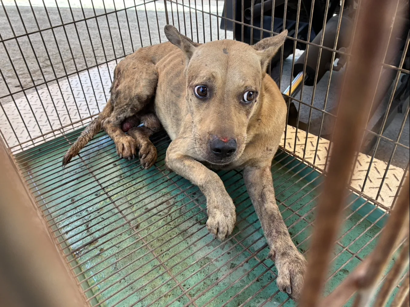 混種犬