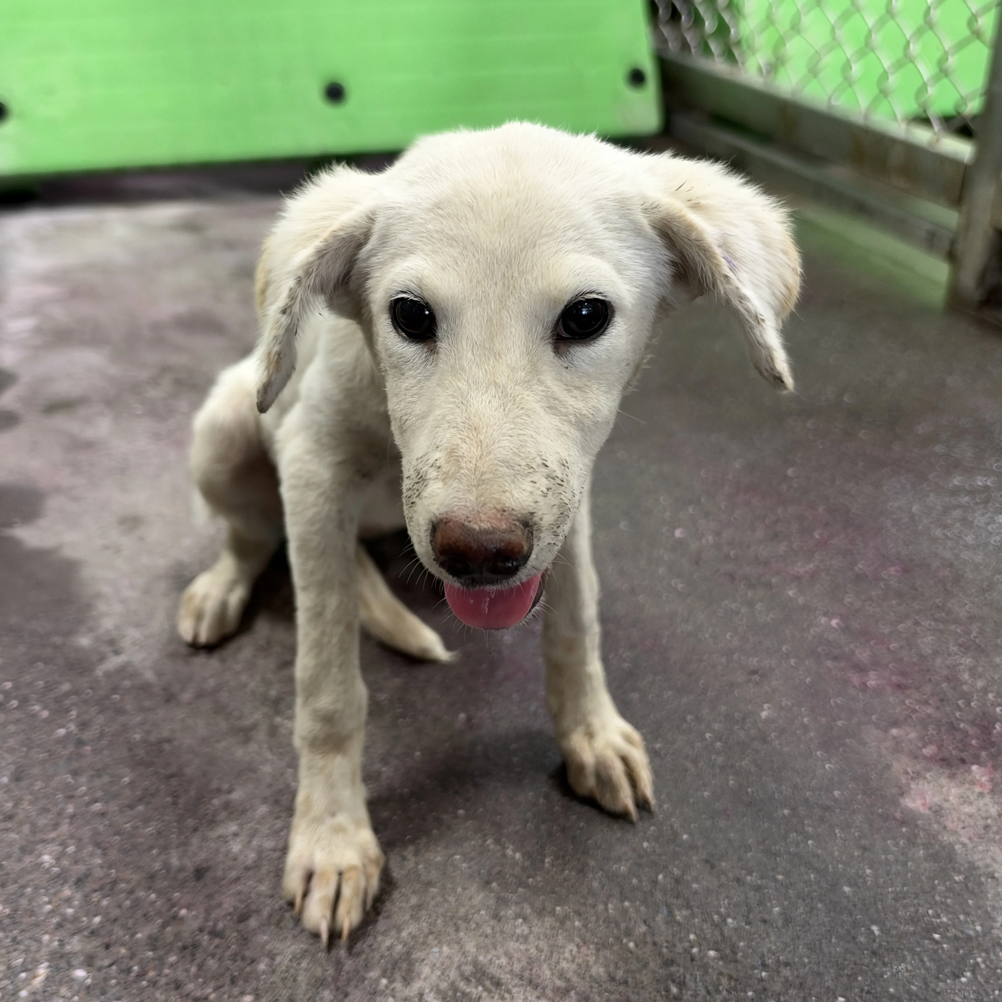 混種犬