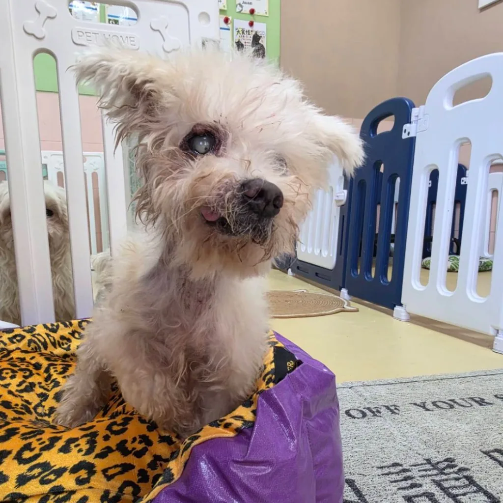 瑪爾濟斯犬