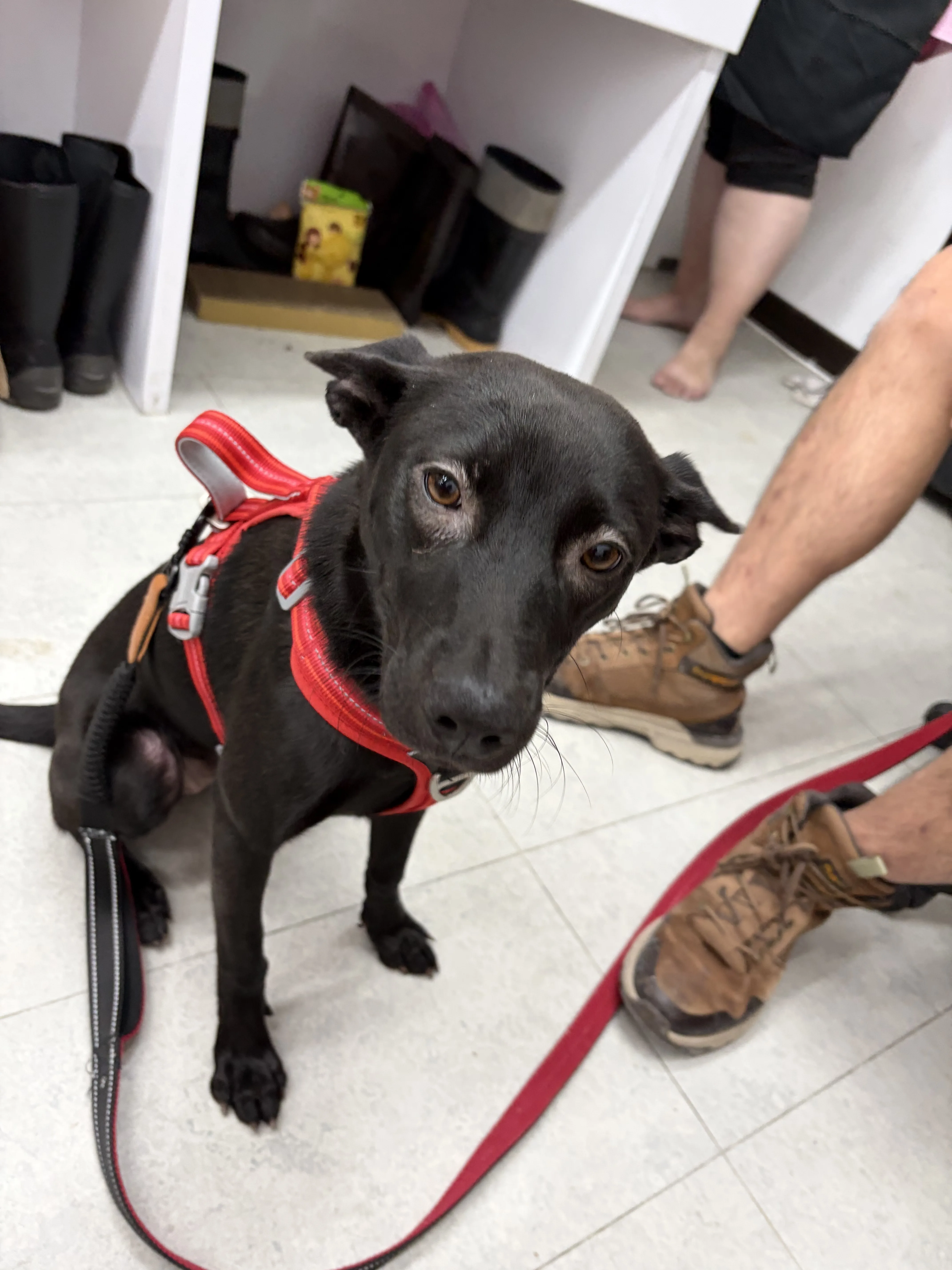 混種犬