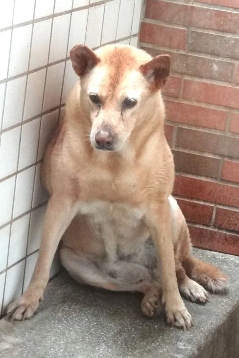 混種犬
