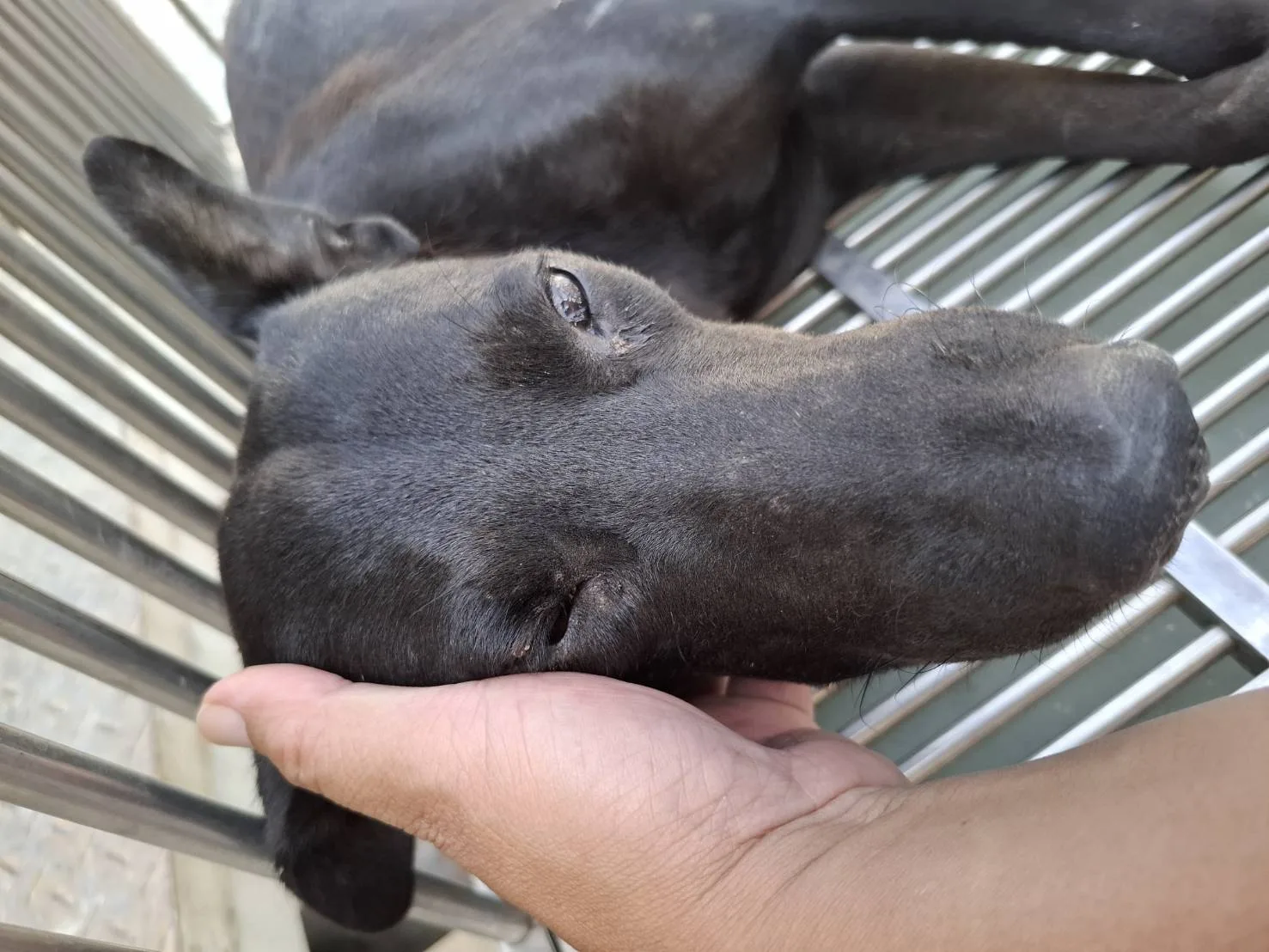 混種犬