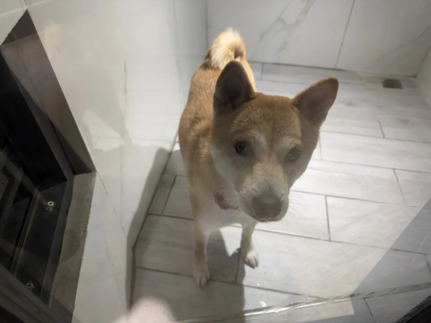 柴犬