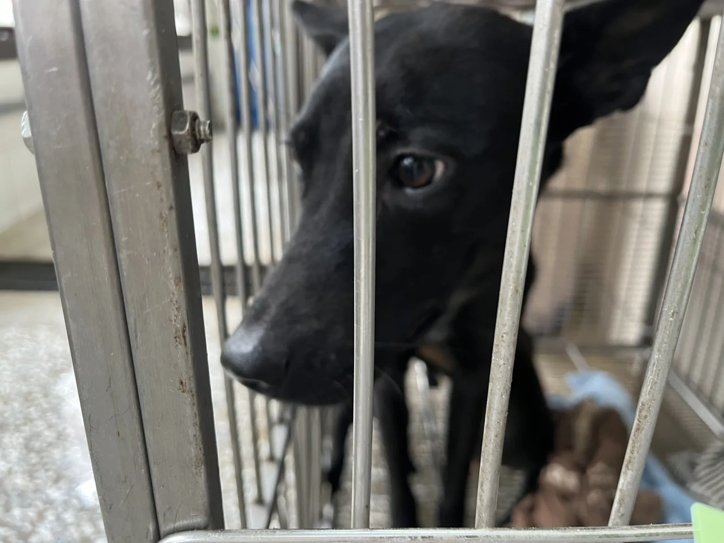 混種犬