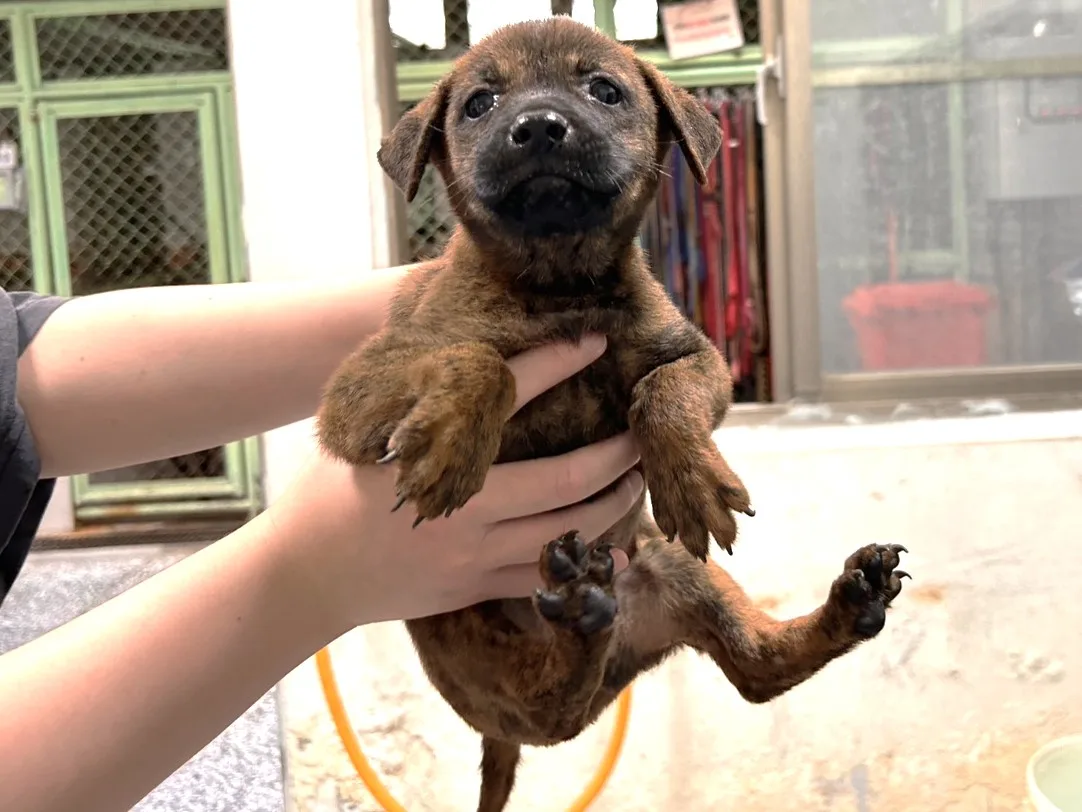混種犬