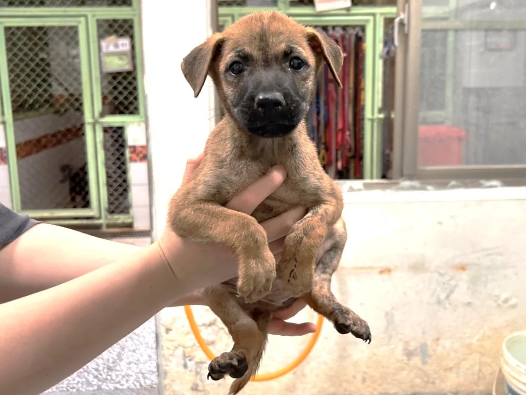混種犬