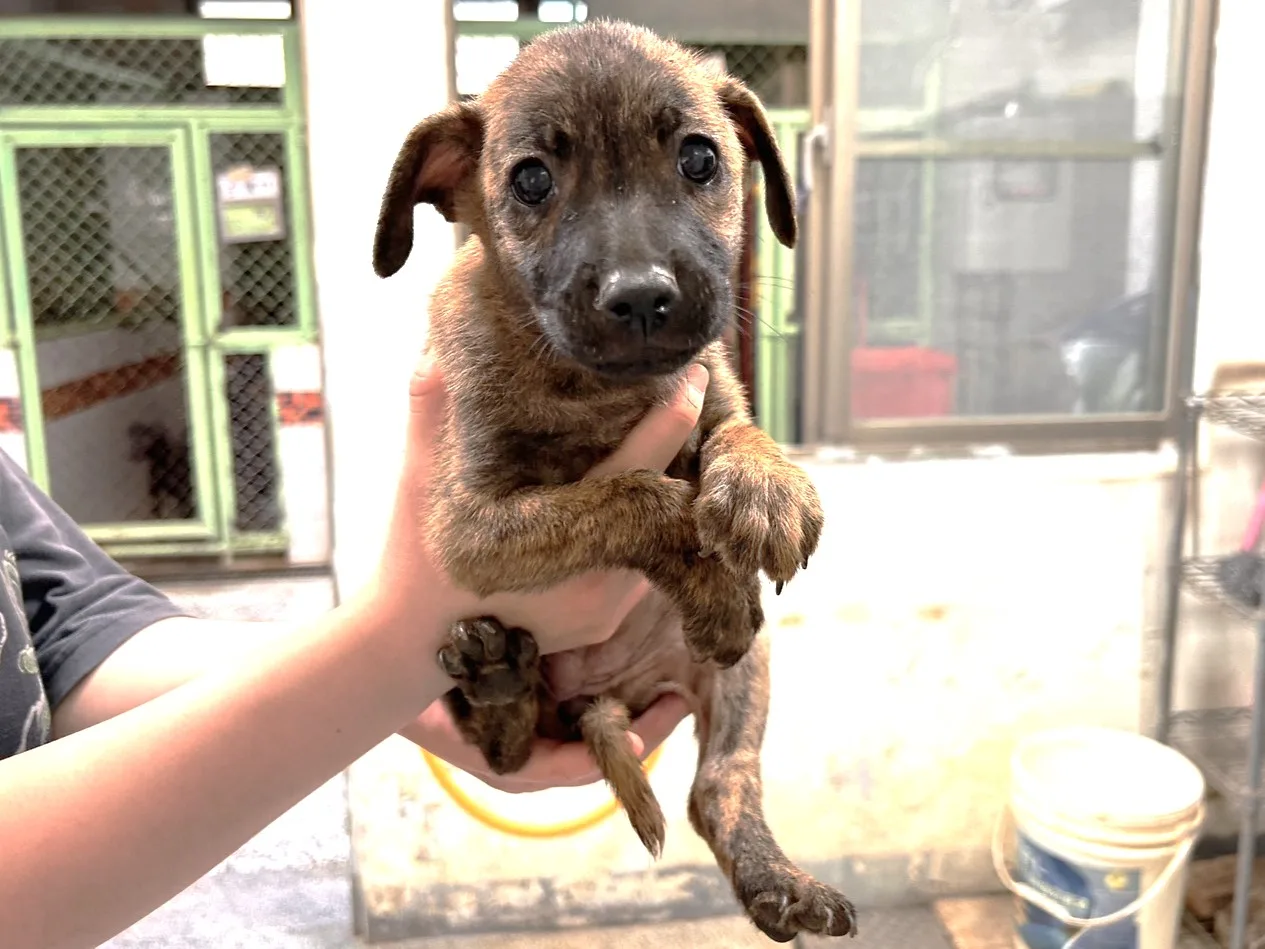 混種犬