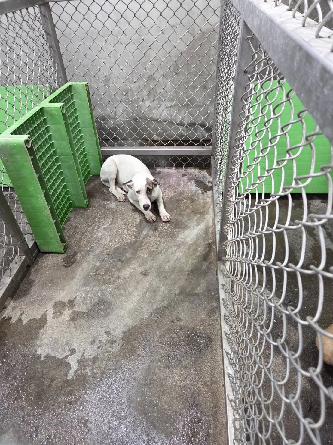 混種犬