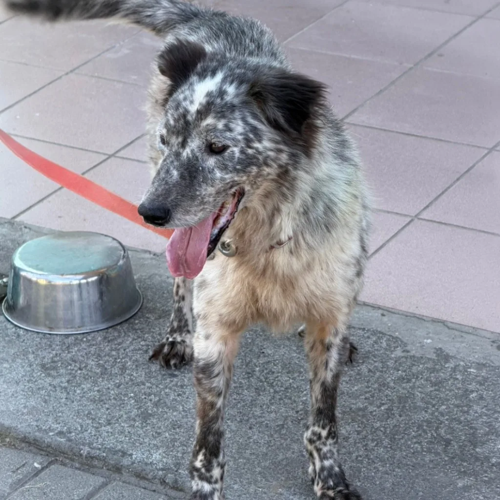 混種犬