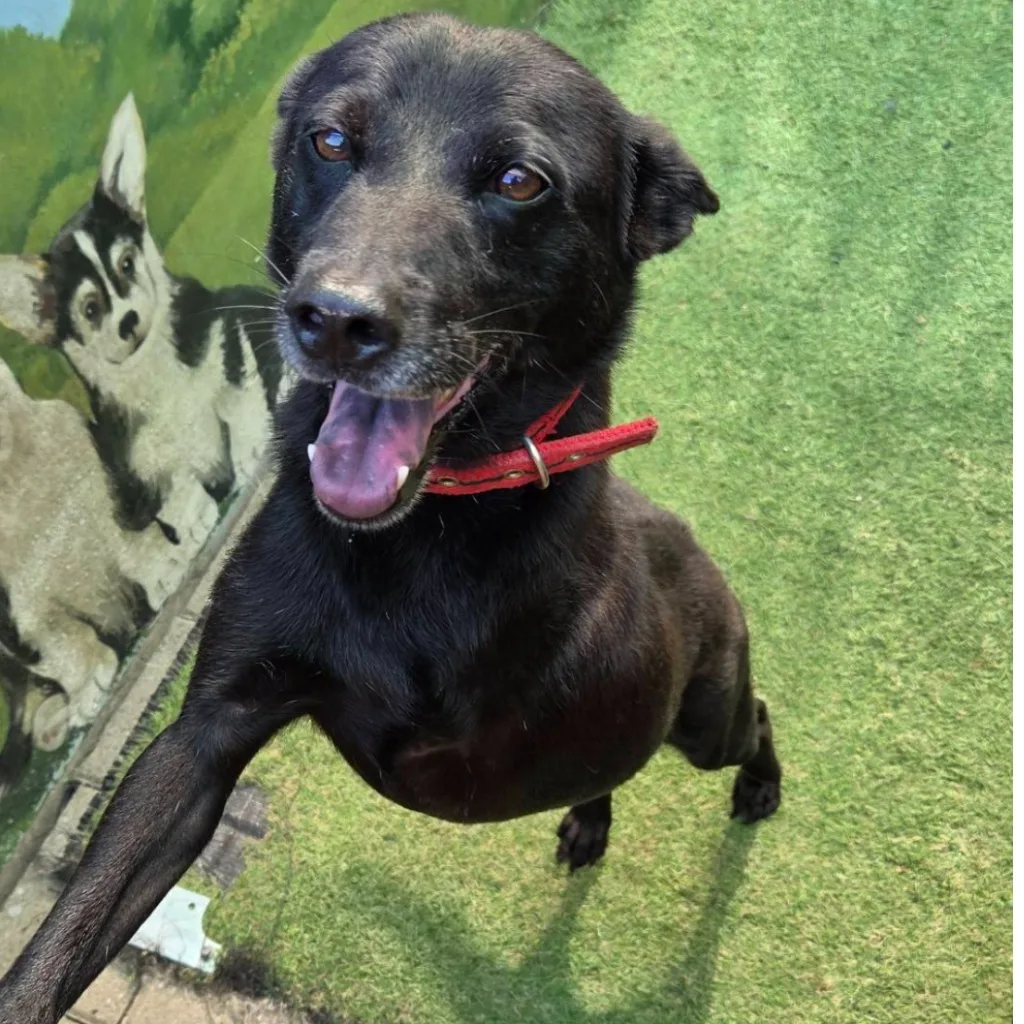 混種犬