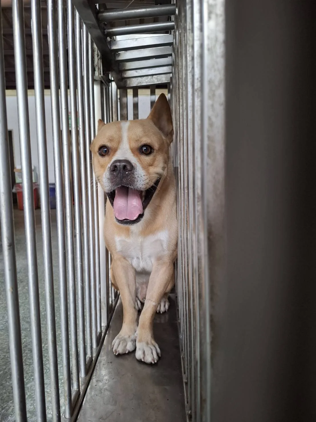 混種犬