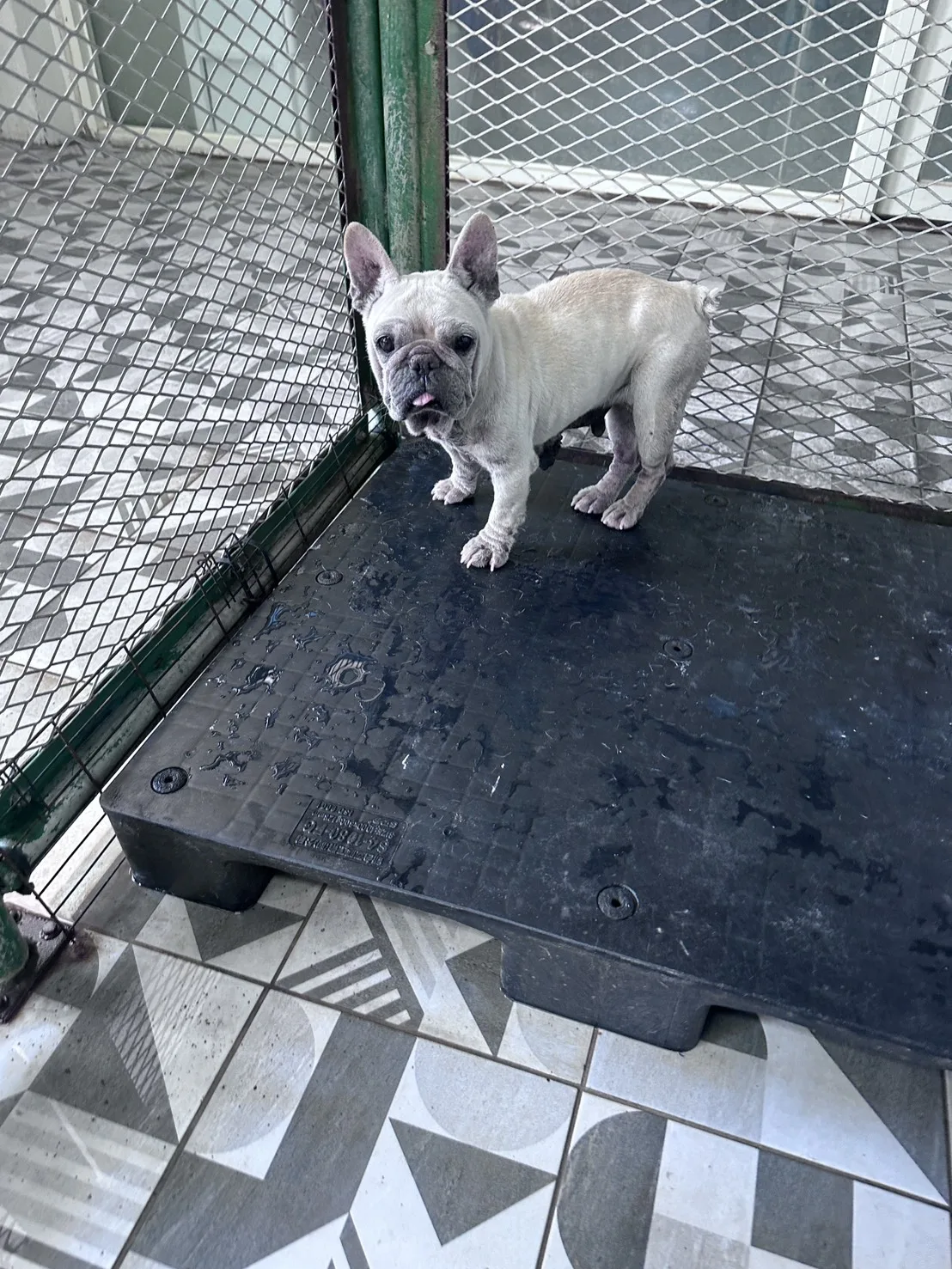 法國鬥牛犬