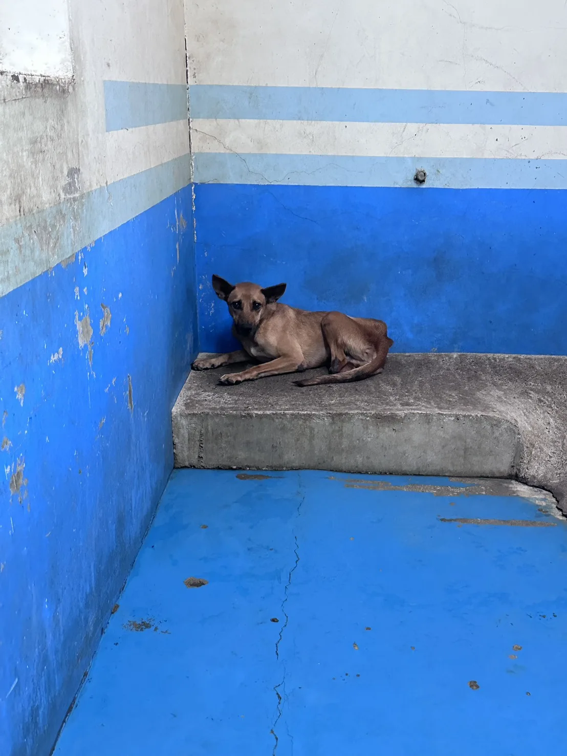 混種犬