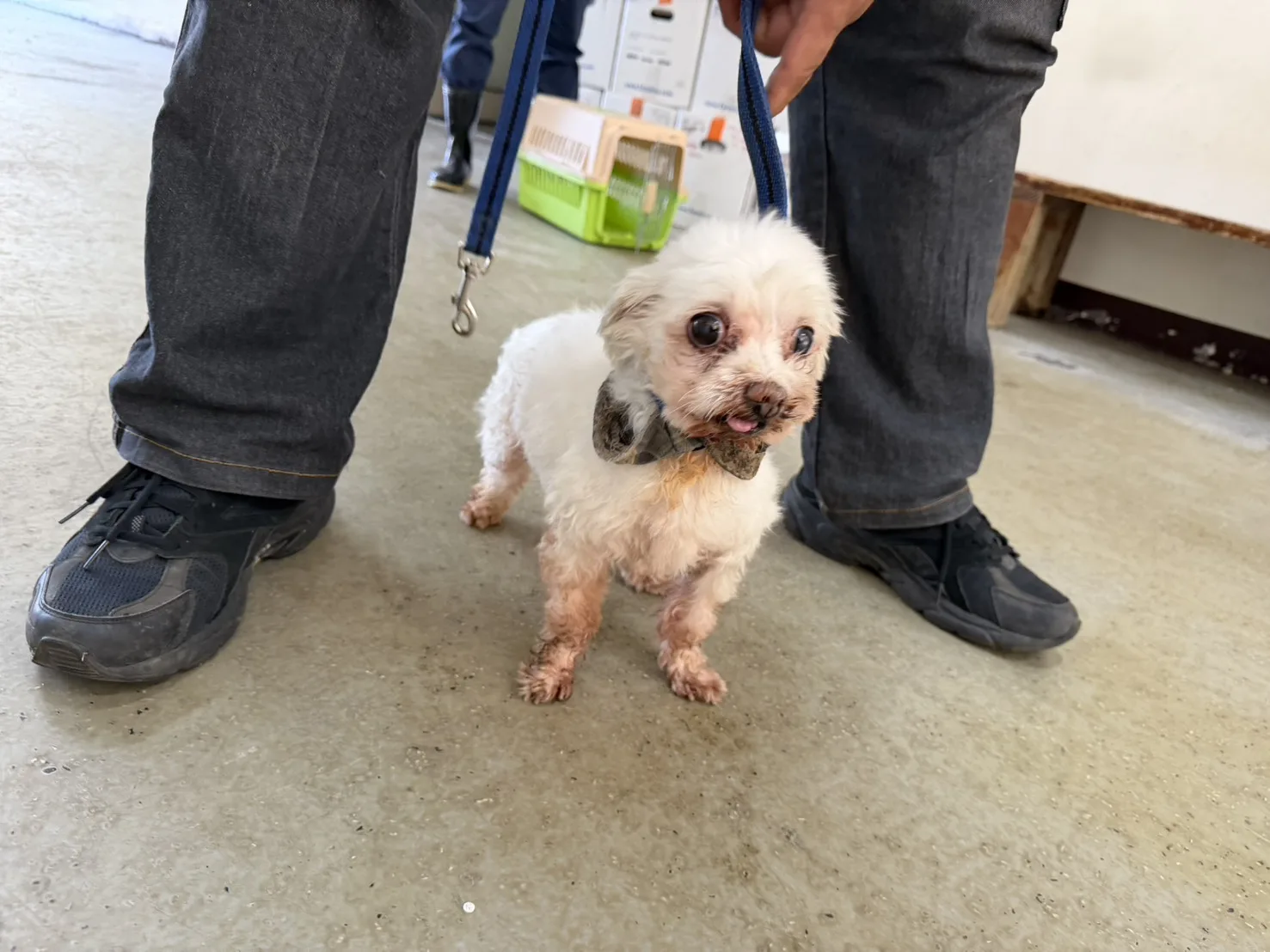 瑪爾濟斯犬