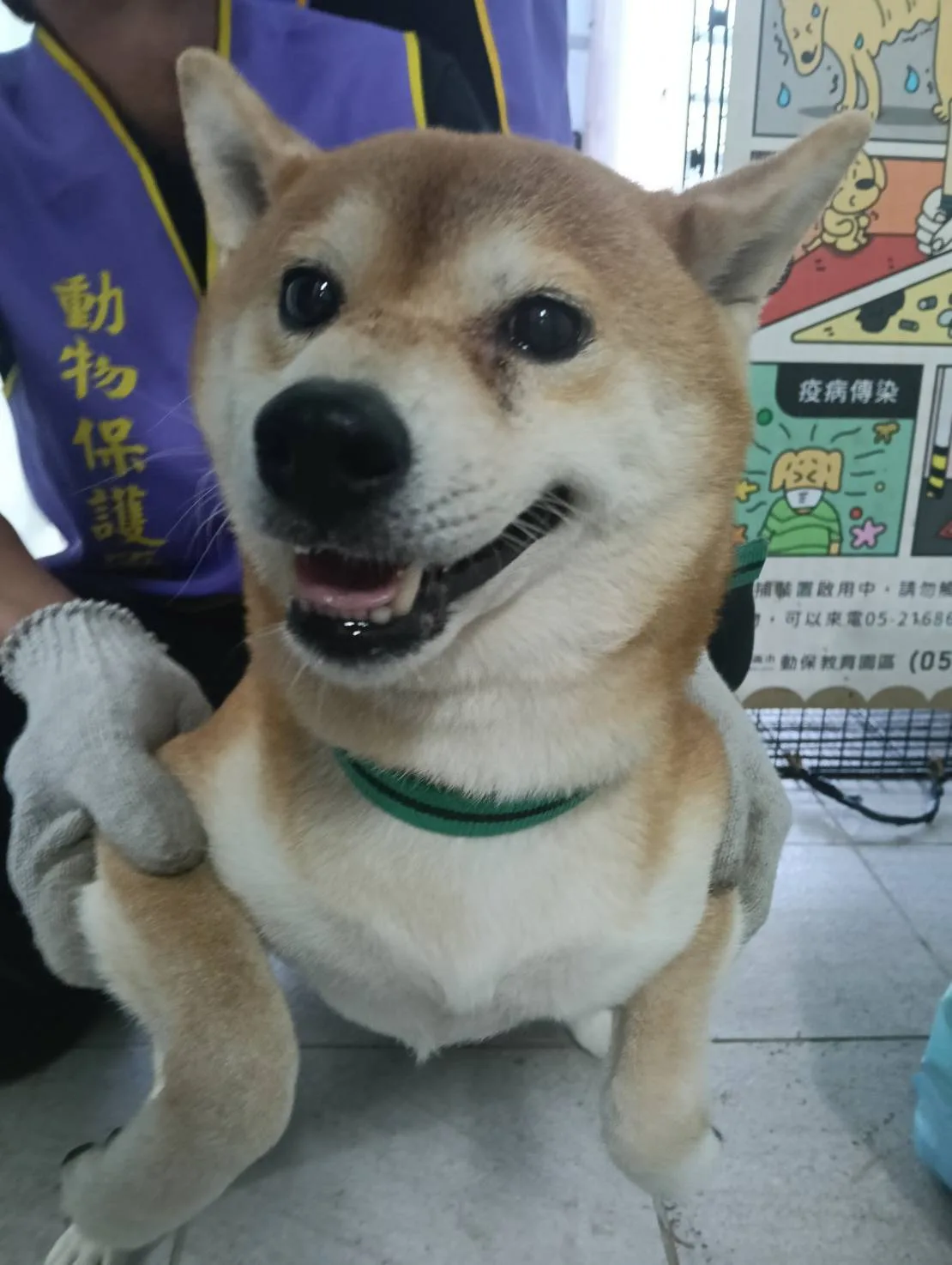 柴犬