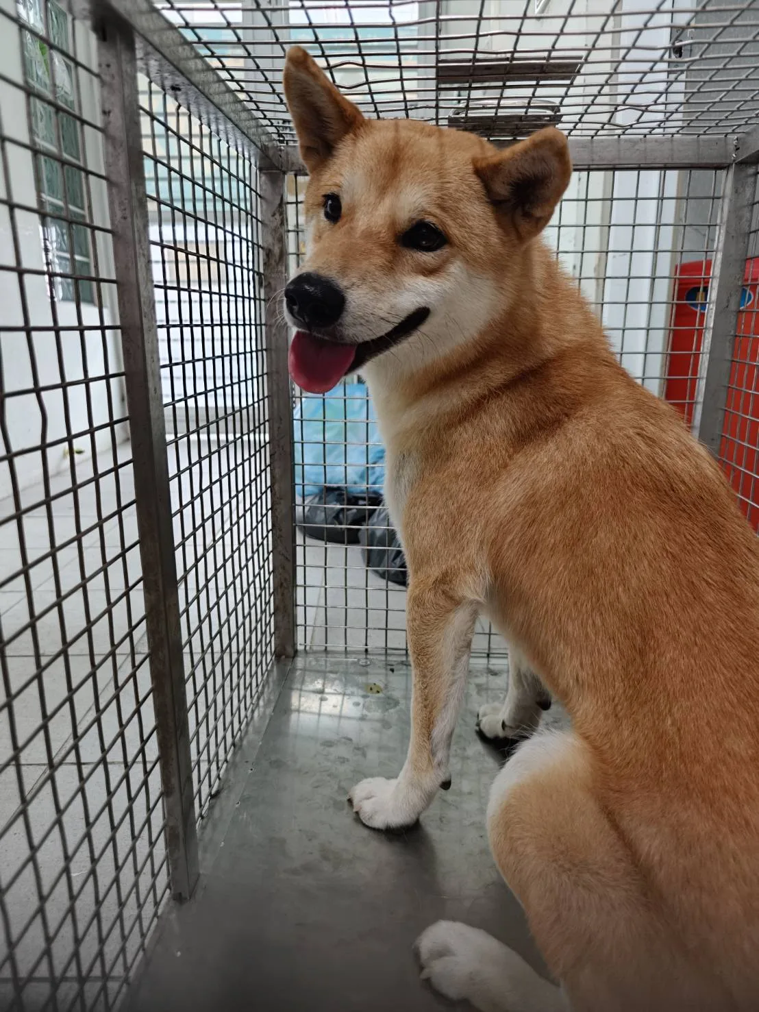 柴犬