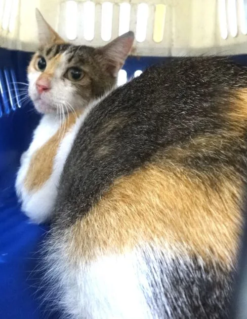 混種貓