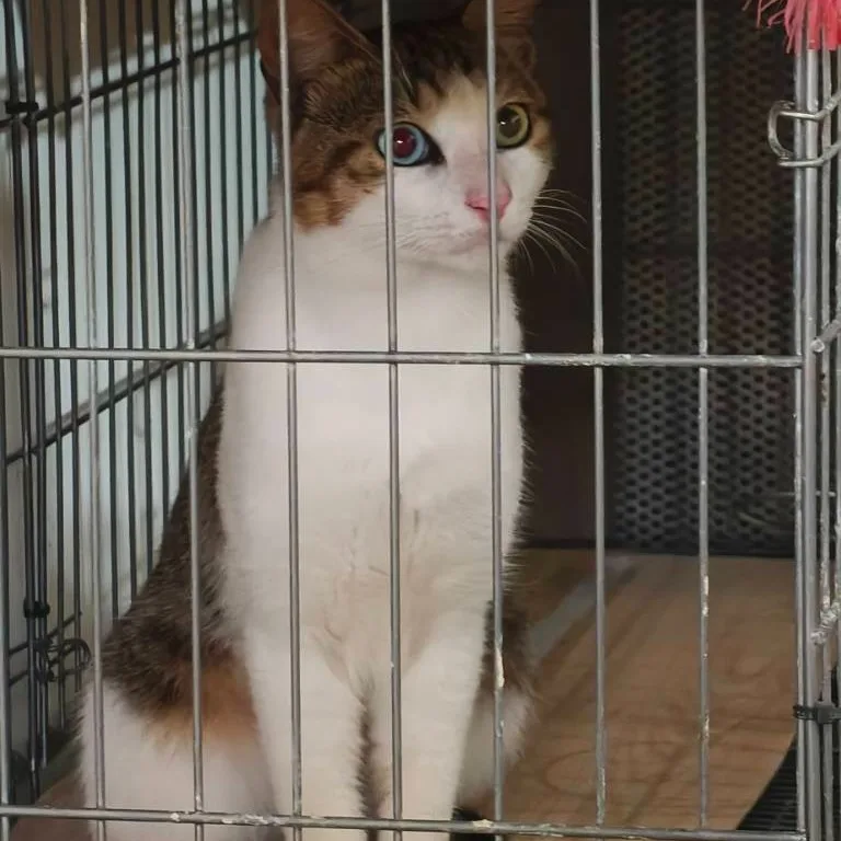 混種貓