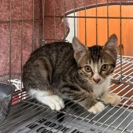 混種貓