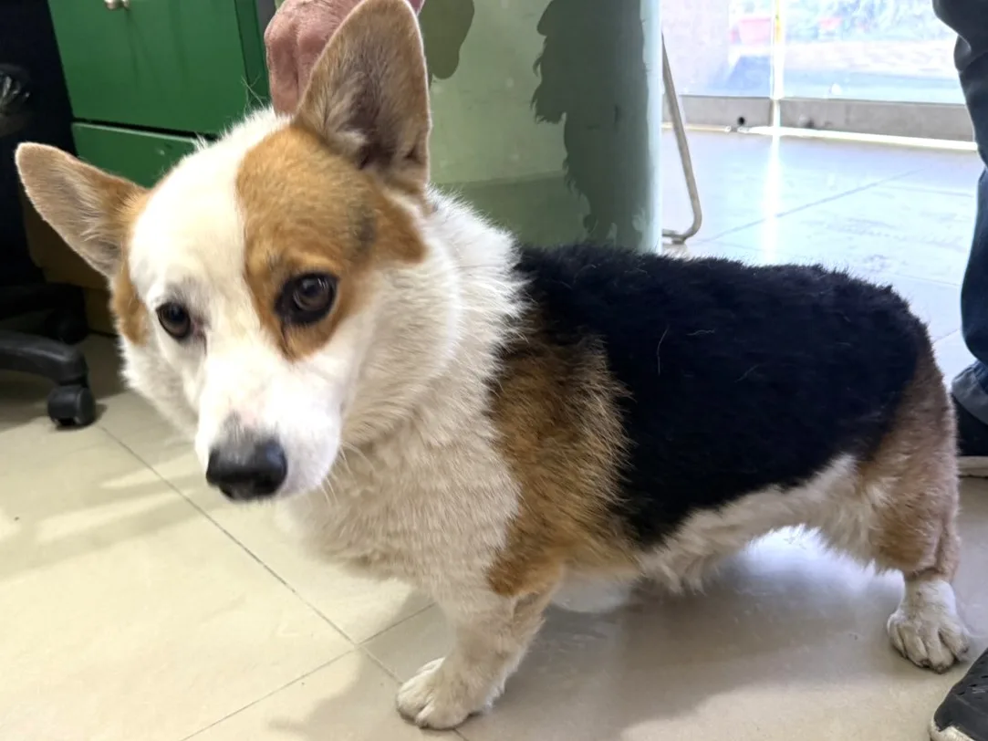 威爾斯柯基犬