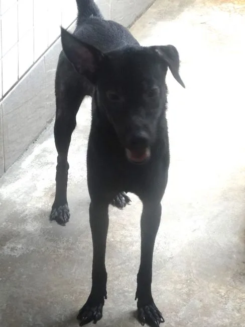 混種犬