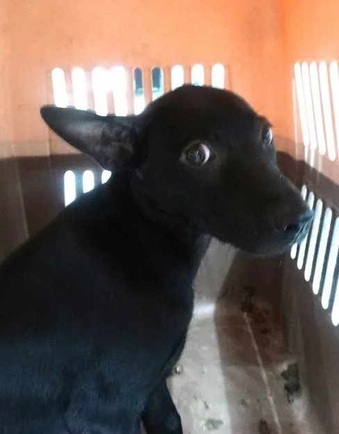 混種犬