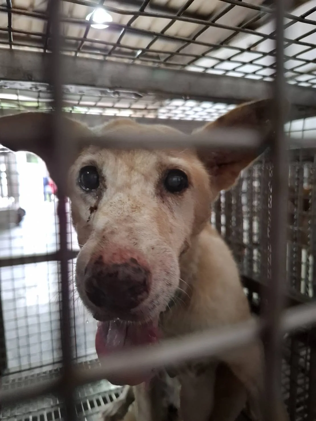 混種犬