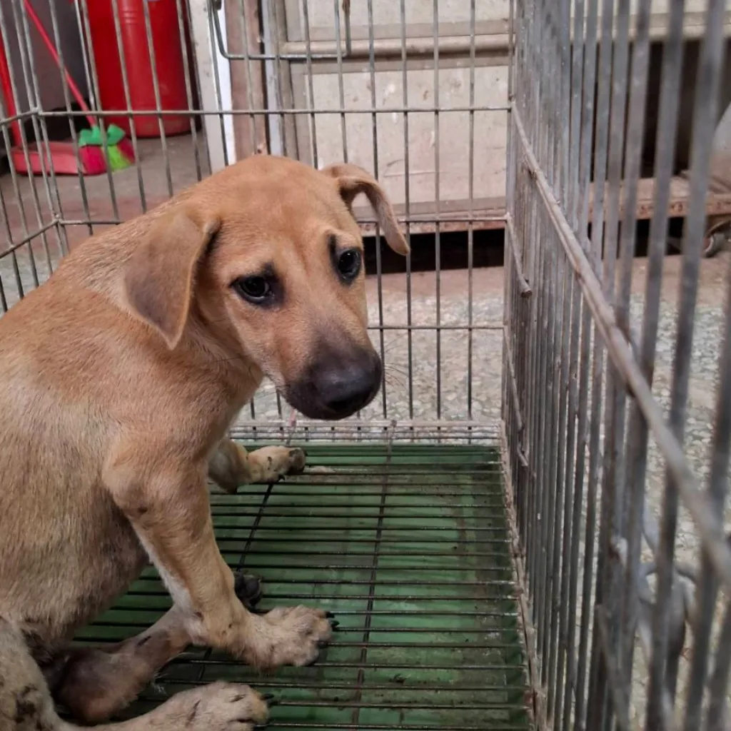 混種犬