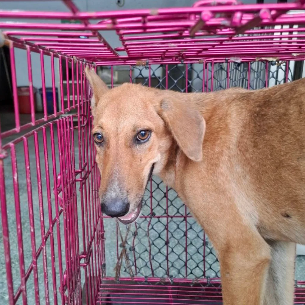 混種犬