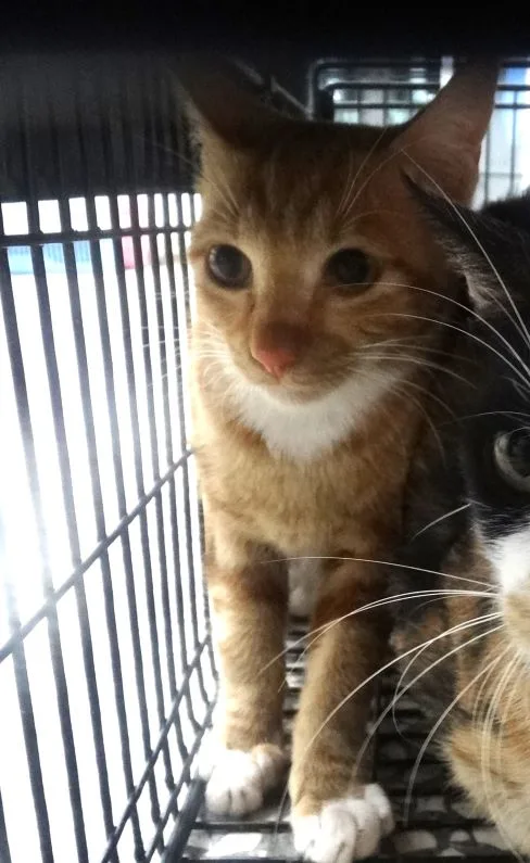 混種貓