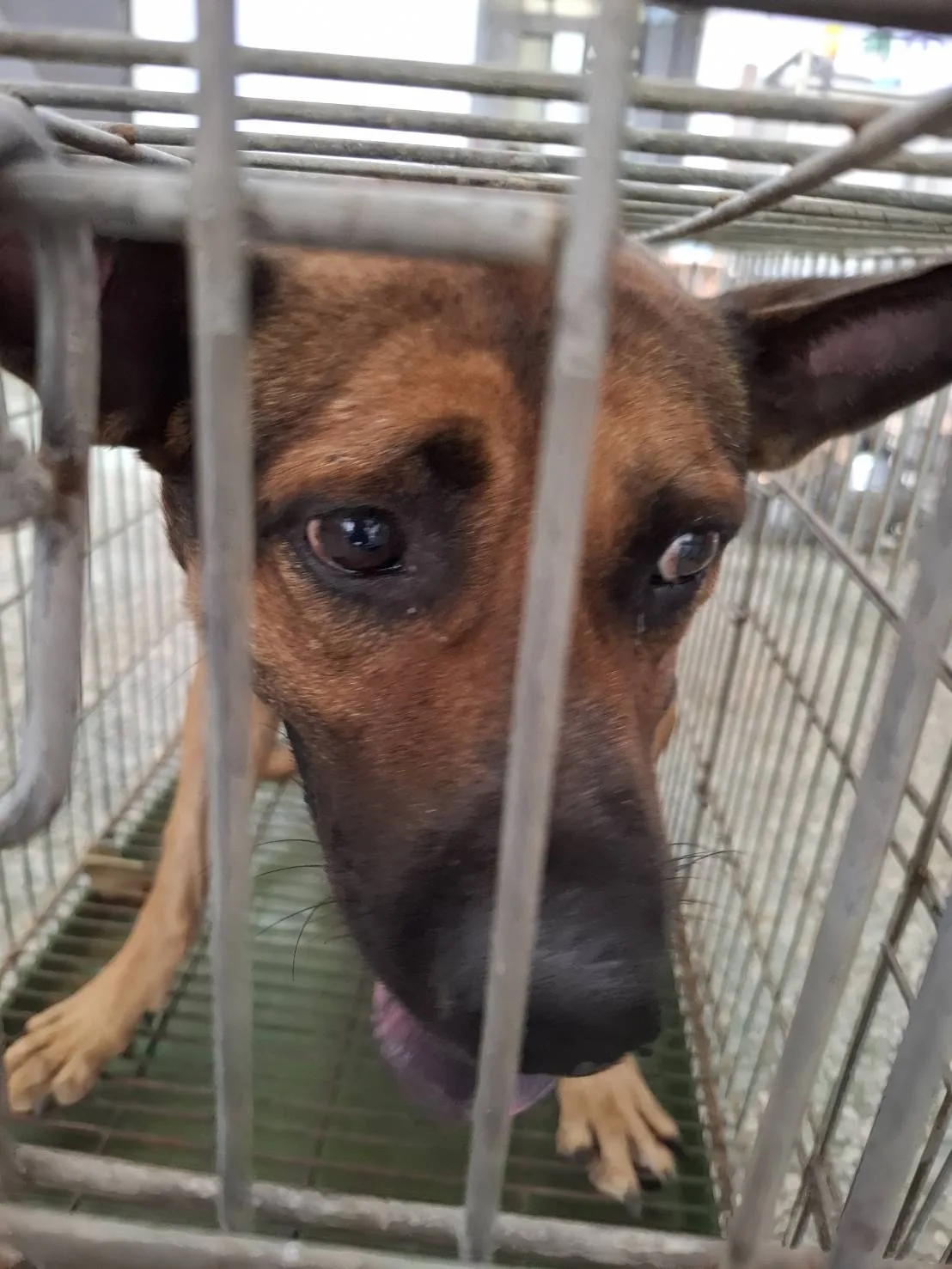 混種犬