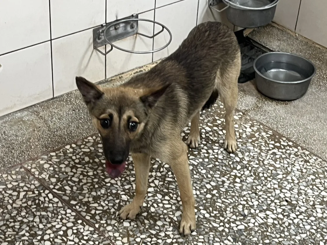 混種犬