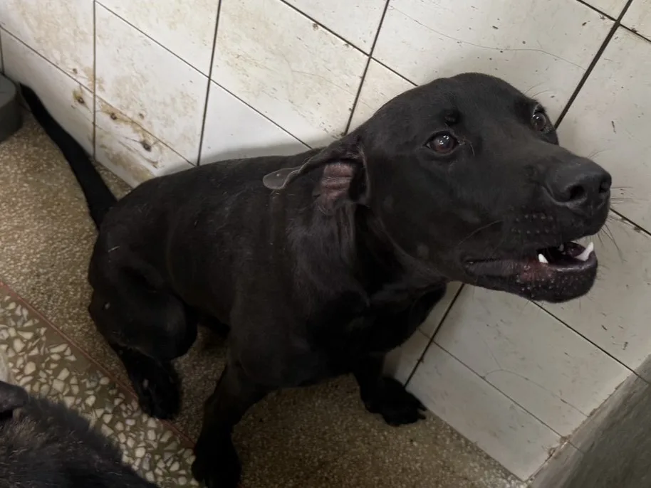 混種犬