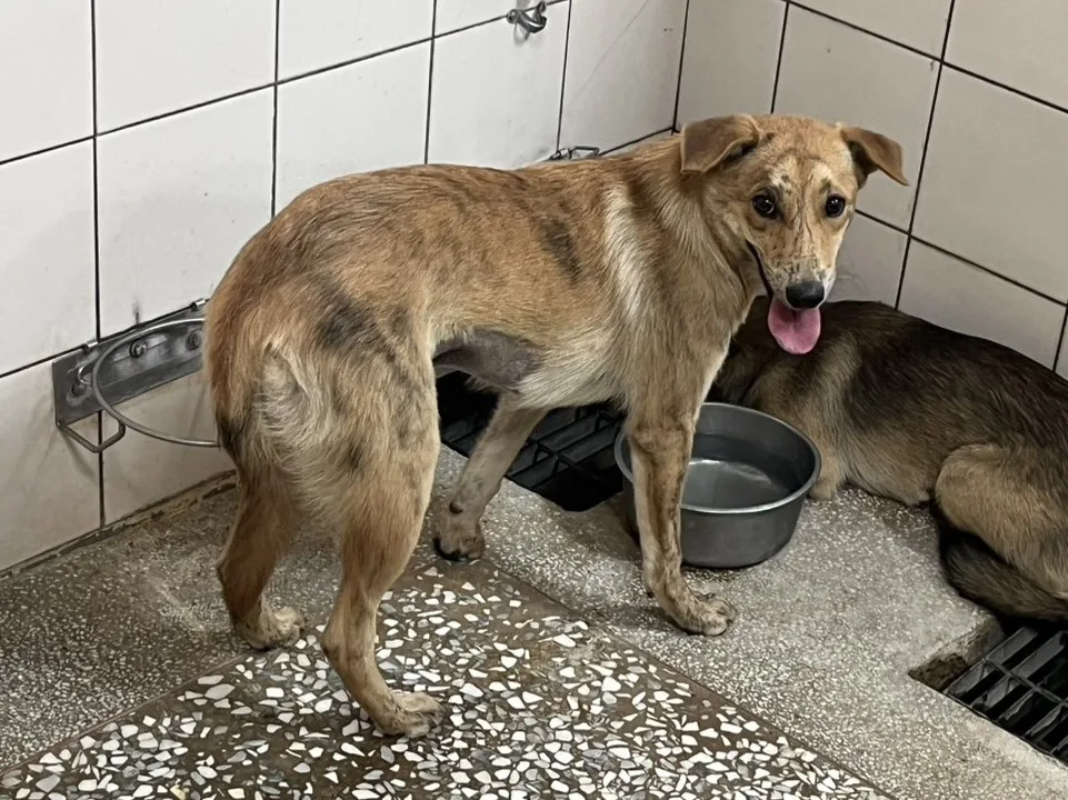 混種犬