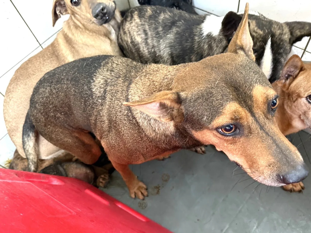混種犬