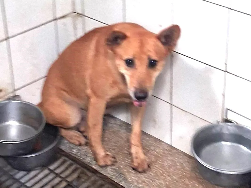 混種犬