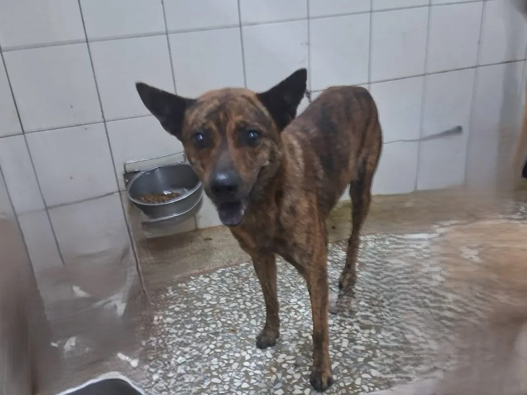 混種犬