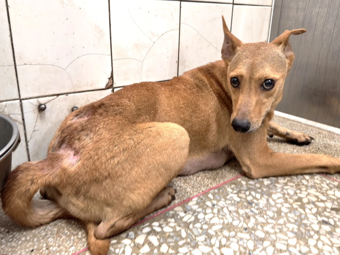 混種犬