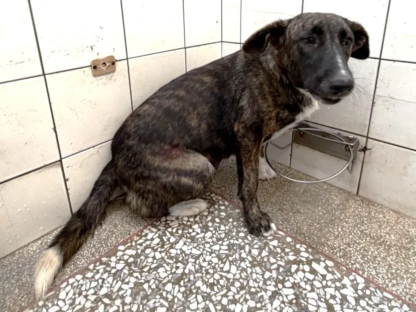 混種犬