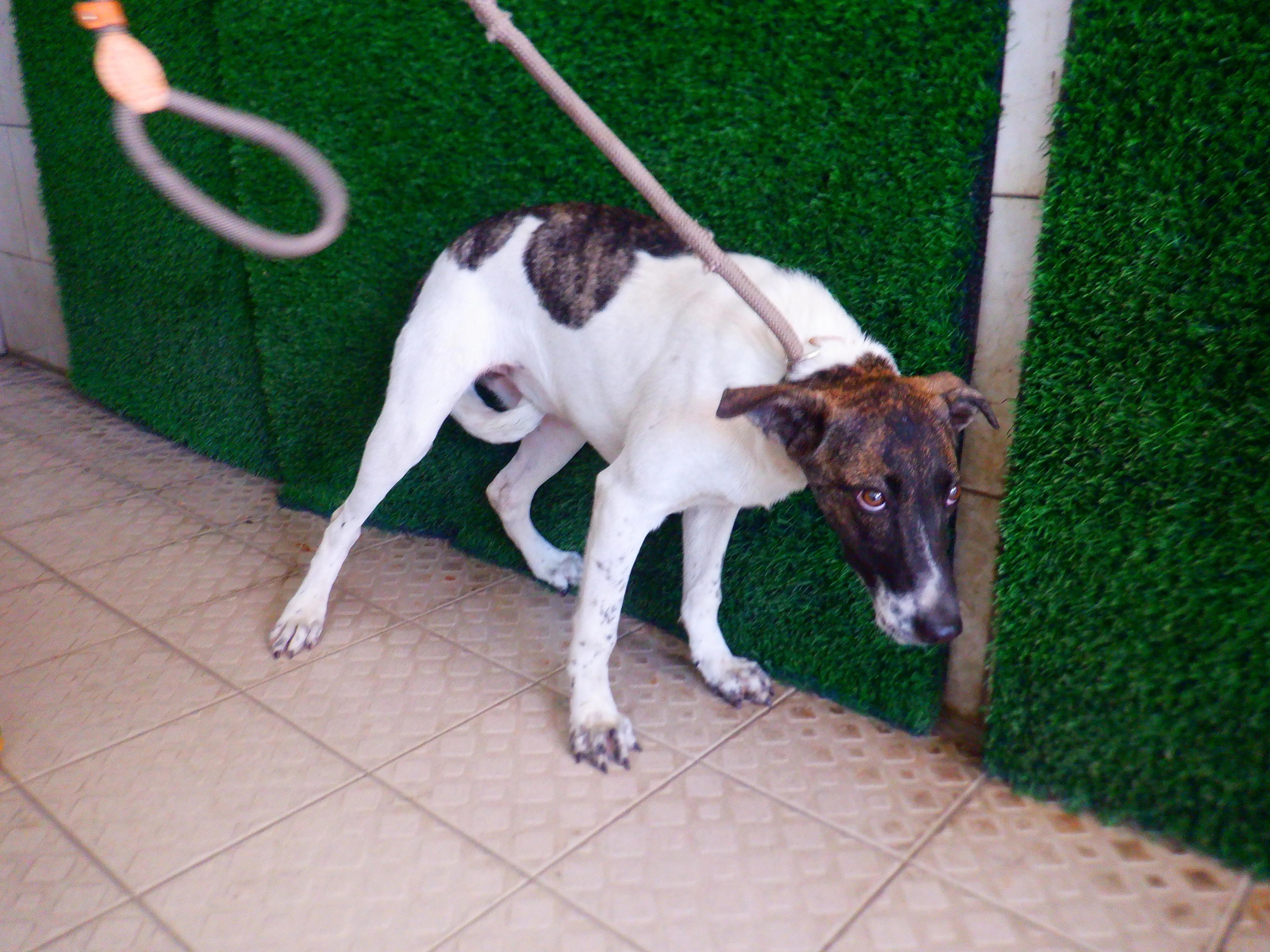 混種犬