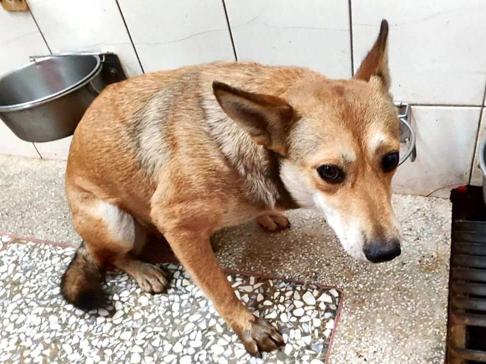 混種犬