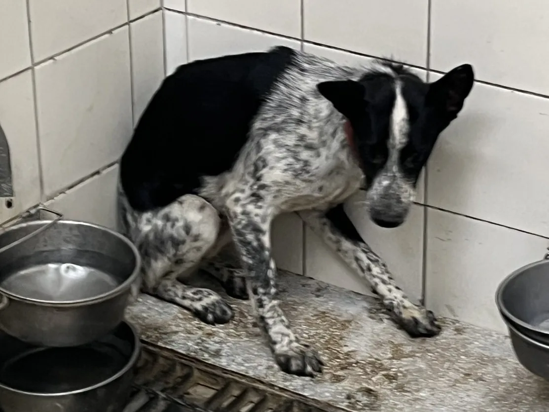 混種犬