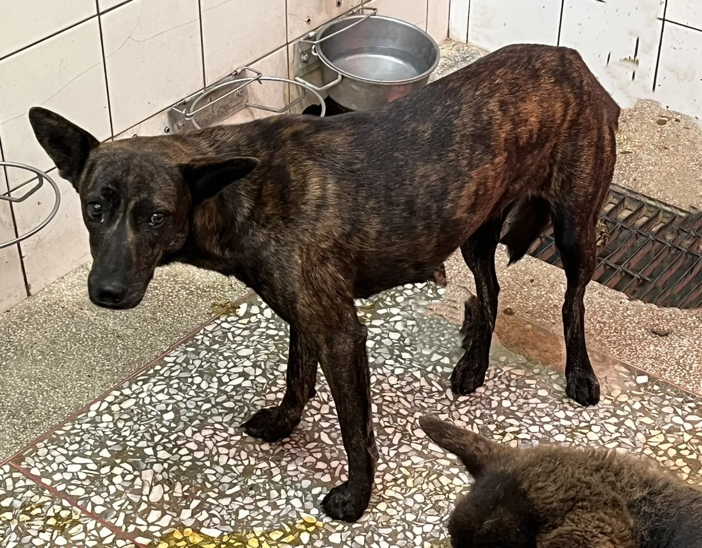 混種犬
