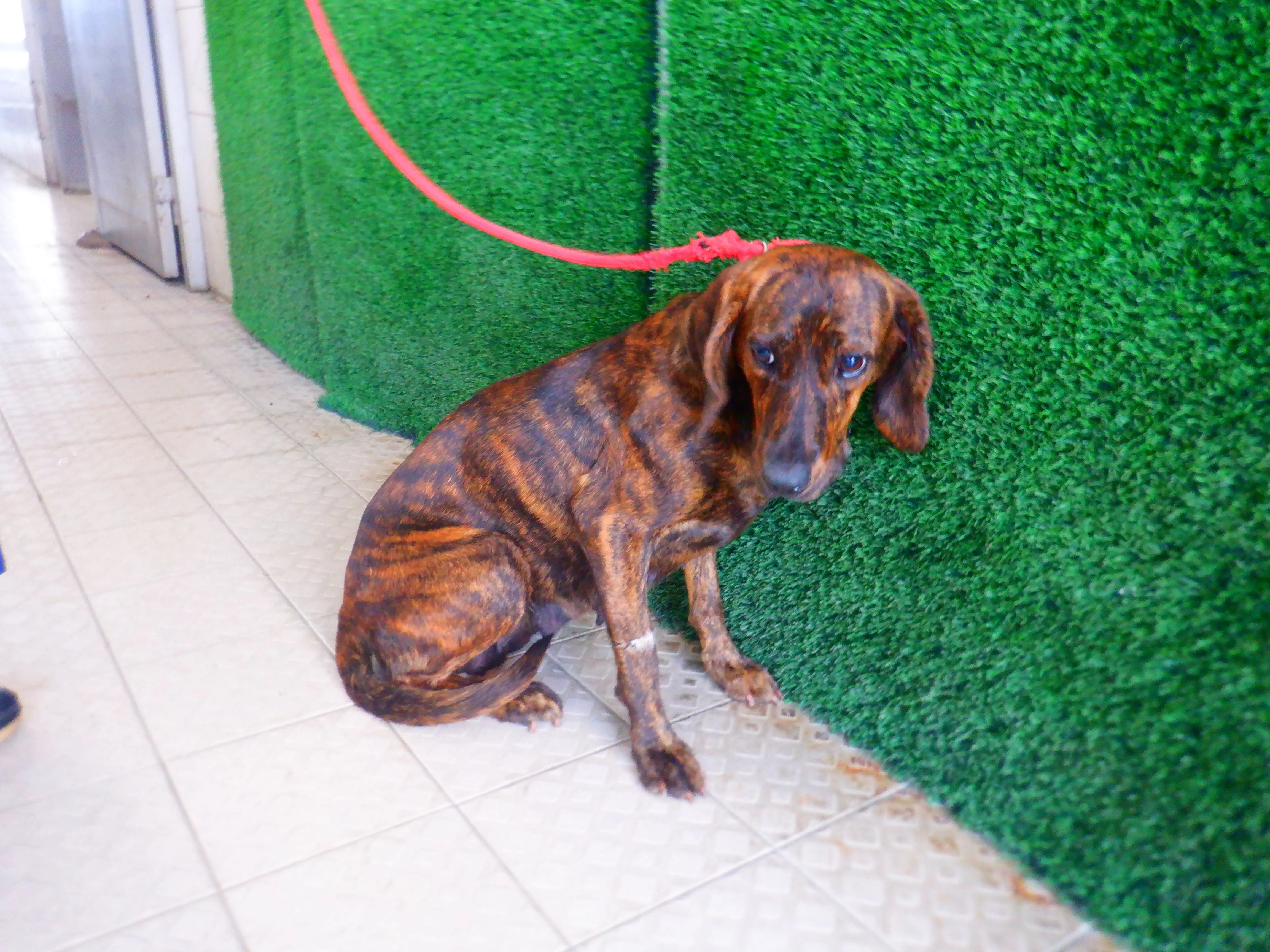 混種犬