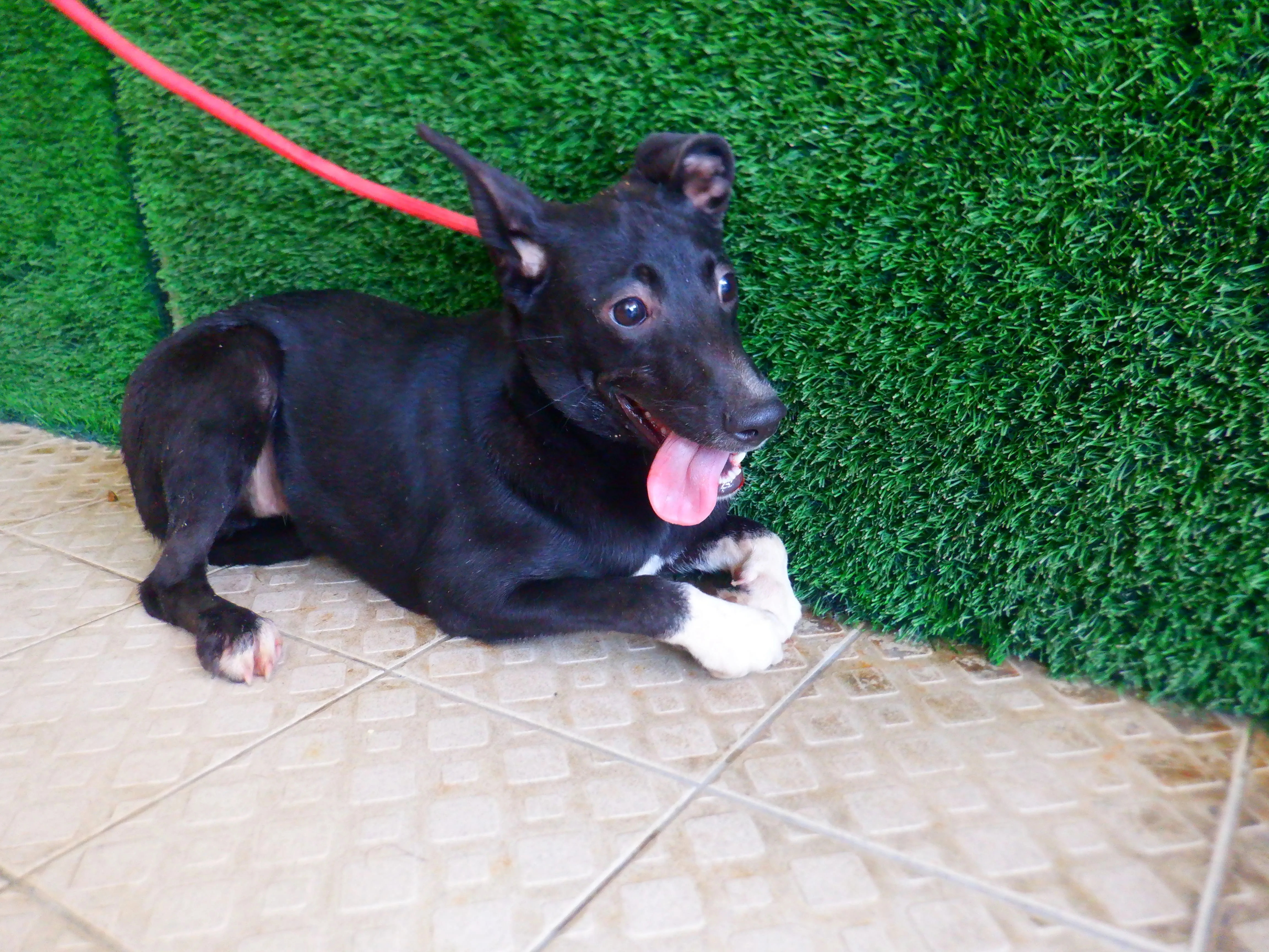 混種犬