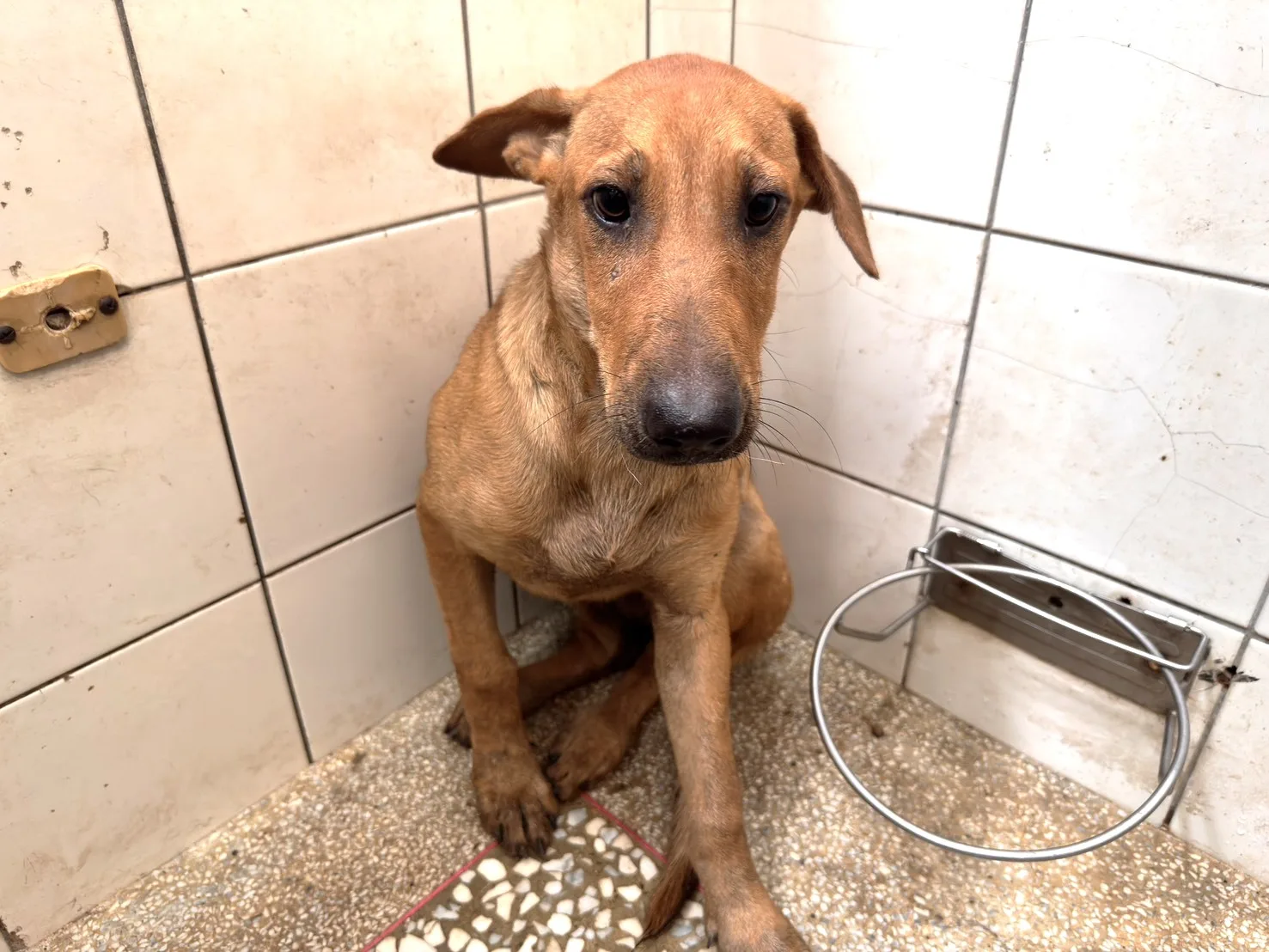 混種犬