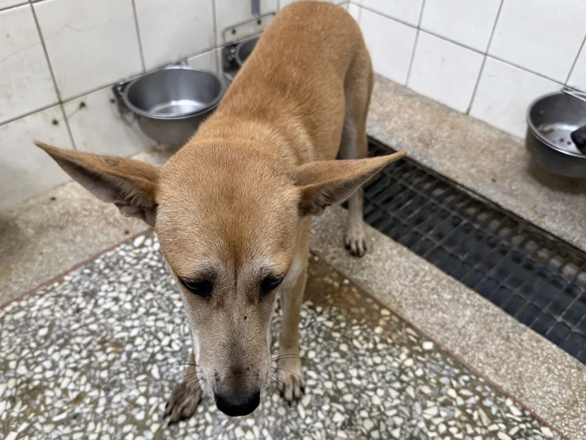 混種犬